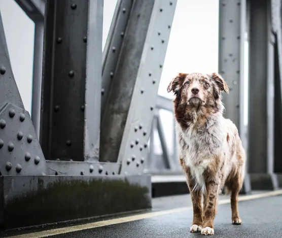 Dog on bridge